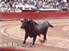 23627674.gif