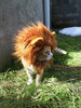 funny-cat-lion-hair.jpg