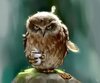 angry owl and coffee cup.jpg