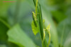 MACRO - A Green grasshoper.JPG