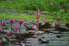 MACRO - Bloomimg Lotus.JPG