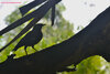 MACRO - Bird Silhoutte.JPG