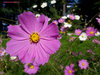 MACRO - Colourful petals.jpg