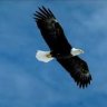 free_eagle