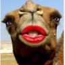 camel777