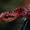 Autumn Adder