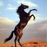 WildBrumby