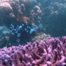 MS466311390