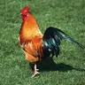 phatboy