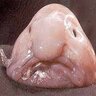 Bobfish