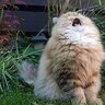 fella_over_there