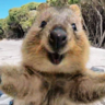 Quokka