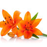 Good Life Massage