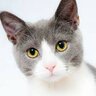Sallameow