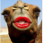 camel777