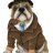 bulldogspirits