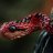 Autumn Adder