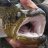 Troutmouth