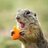 GopherJoe