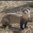 Iferret